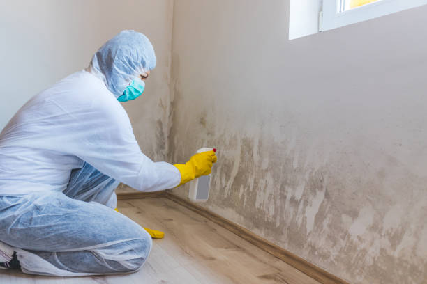 Licensed Mold Remediation service in Fort Lee, NJ - WQB Mold Removal