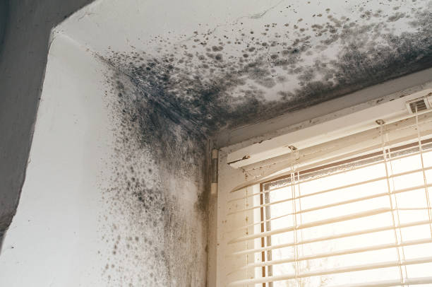 Affordable Mold Remediation solutions in Fort Lee, NJ