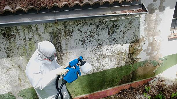 Top rated local Mold Remediation specialists in Fort Lee, NJ